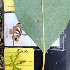 Eucalyptus camphora subsp. humeana (Mountain Swamp Gum) at Molonglo Valley, ACT - 24 Oct 2023 by Steve818