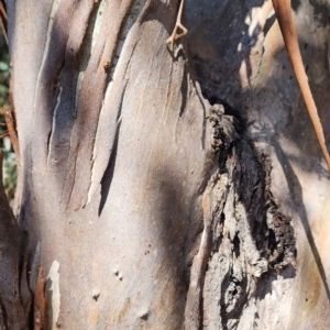 Eucalyptus camphora subsp. humeana at Molonglo Valley, ACT - 24 Oct 2023