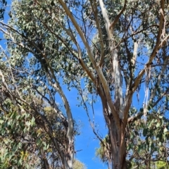 Eucalyptus camphora subsp. humeana at Molonglo Valley, ACT - 24 Oct 2023