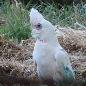 Cacatua sanguinea at Braidwood, NSW - 23 Oct 2023 06:16 PM