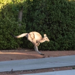 Macropus giganteus (Eastern Grey Kangaroo) at Higgins, ACT - 23 Oct 2023 by Untidy