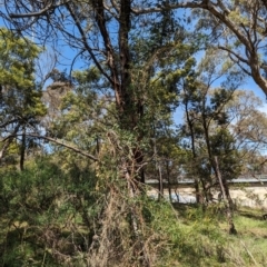 Passiflora caerulea at Ainslie, ACT - 24 Oct 2023