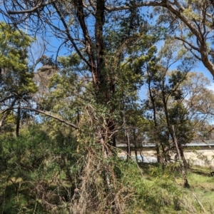 Passiflora caerulea at Ainslie, ACT - 24 Oct 2023