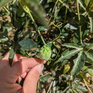 Passiflora caerulea at Ainslie, ACT - 24 Oct 2023