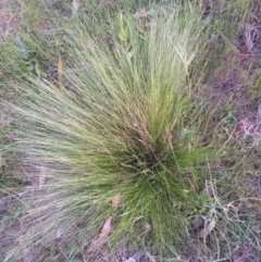 Nassella trichotoma (Serrated Tussock) at Tharwa, ACT - 23 Oct 2023 by michaelb