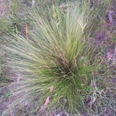 Nassella trichotoma (Serrated Tussock) at Point Hut to Tharwa - 23 Oct 2023 by michaelb