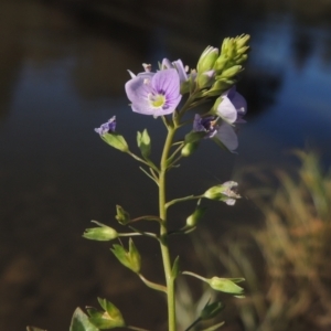 Veronica anagallis-aquatica at Tharwa, ACT - 16 May 2023