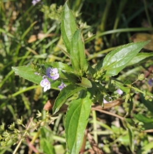 Veronica anagallis-aquatica at Tharwa, ACT - 16 May 2023