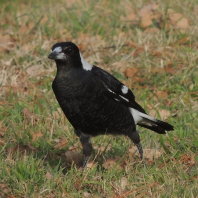 Gymnorhina tibicen (Australian Magpie) at Richardson, ACT - 15 Jul 2023 by MichaelBedingfield