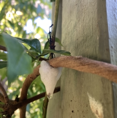 Unidentified Slime Mould (Myxomycetes) at Upper Kangaroo Valley - 24 Oct 2023 by Baronia