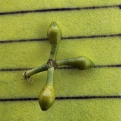 Eucalyptus mannifera subsp. mannifera at Ainslie, ACT - 24 Oct 2023