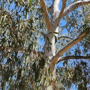 Eucalyptus mannifera subsp. mannifera at Ainslie, ACT - 24 Oct 2023