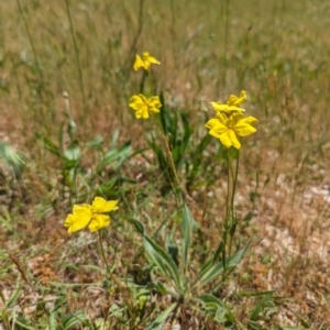 Goodenia pinnatifida at Curtin, ACT - 24 Oct 2023