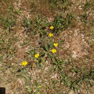 Goodenia pinnatifida at Curtin, ACT - 24 Oct 2023