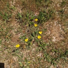 Goodenia pinnatifida at Curtin, ACT - 24 Oct 2023