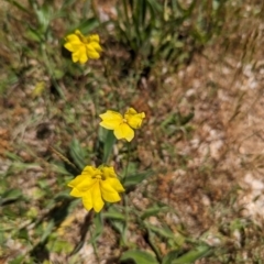 Goodenia pinnatifida at Curtin, ACT - 24 Oct 2023