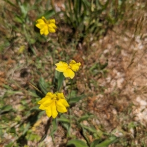 Goodenia pinnatifida at Curtin, ACT - 24 Oct 2023 12:12 PM