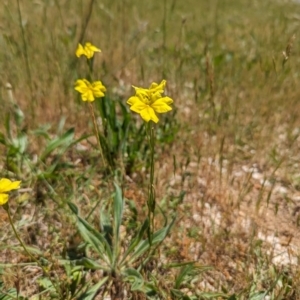 Goodenia pinnatifida at Curtin, ACT - 24 Oct 2023