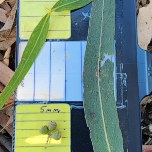 Eucalyptus viminalis subsp. viminalis at Watson, ACT - 24 Oct 2023 01:28 PM