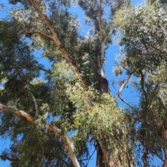 Eucalyptus viminalis subsp. viminalis at Watson, ACT - 24 Oct 2023 01:28 PM