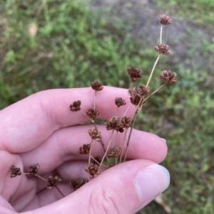 Juncus microcephalus at Vincentia, NSW - 4 Oct 2023