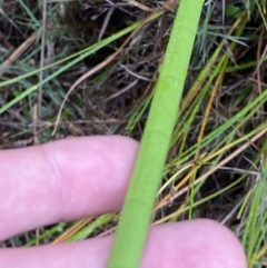 Juncus microcephalus at Vincentia, NSW - 4 Oct 2023