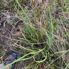 Juncus microcephalus at Vincentia, NSW - 4 Oct 2023 04:44 PM