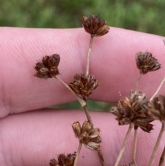 Juncus microcephalus at Vincentia, NSW - 4 Oct 2023