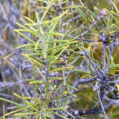 Hakea teretifolia (Dagger Hakea) at Vincentia, NSW - 4 Oct 2023 by Tapirlord