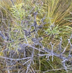 Hakea teretifolia at Vincentia, NSW - 4 Oct 2023