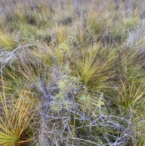 Hakea teretifolia at Vincentia, NSW - 4 Oct 2023