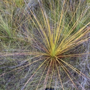 Xanthorrhoea resinosa at Vincentia, NSW - 4 Oct 2023