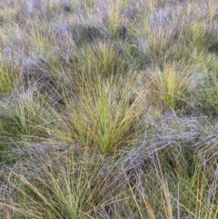 Xanthorrhoea resinosa at Vincentia, NSW - suppressed