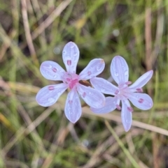 Burchardia umbellata (Milkmaids) at Vincentia, NSW - 4 Oct 2023 by Tapirlord