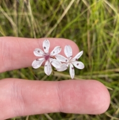 Burchardia umbellata at Vincentia, NSW - 4 Oct 2023 04:31 PM