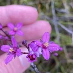 Boronia barkeriana subsp. angustifolia (Barker's Boronia) at Vincentia, NSW - 4 Oct 2023 by Tapirlord