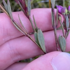 Boronia barkeriana subsp. angustifolia at Vincentia, NSW - suppressed