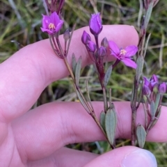 Boronia barkeriana subsp. angustifolia at Vincentia, NSW - suppressed