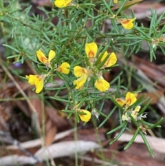 Aotus ericoides (Common Aotus) at Vincentia, NSW - 4 Oct 2023 by Tapirlord