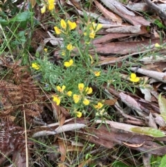Aotus ericoides at Vincentia, NSW - 4 Oct 2023