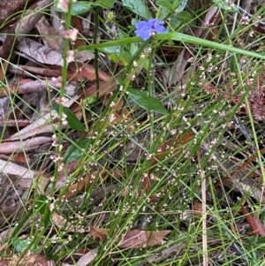 Amperea xiphoclada var. xiphoclada at Vincentia, NSW - 4 Oct 2023
