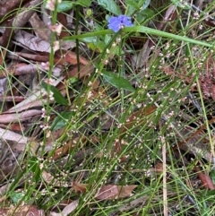 Amperea xiphoclada var. xiphoclada at Vincentia, NSW - 4 Oct 2023 04:23 PM