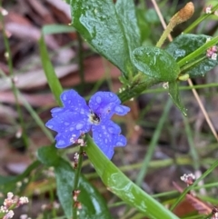 Dampiera stricta (Blue Dampiera) at Vincentia, NSW - 4 Oct 2023 by Tapirlord