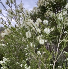 Melaleuca ericifolia (Swamp Paperbark) at Vincentia, NSW - 4 Oct 2023 by Tapirlord