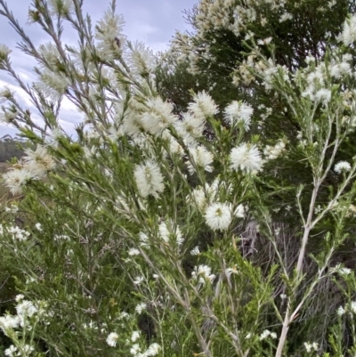 Melaleuca ericifolia (Swamp Paperbark) at Vincentia, NSW - 4 Oct 2023 by Tapirlord