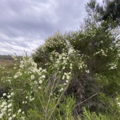Melaleuca ericifolia at Vincentia, NSW - 4 Oct 2023