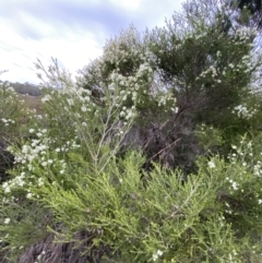 Melaleuca ericifolia at Vincentia, NSW - 4 Oct 2023 04:19 PM