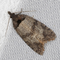 Rupicolana orthias (A tortrix or leafroller moth) at O'Connor, ACT - 21 Oct 2023 by ibaird
