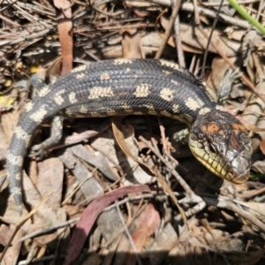 Tiliqua nigrolutea at Captains Flat, NSW - 24 Oct 2023