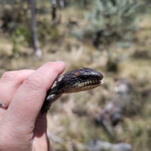 Tiliqua nigrolutea at Captains Flat, NSW - 24 Oct 2023 12:32 PM